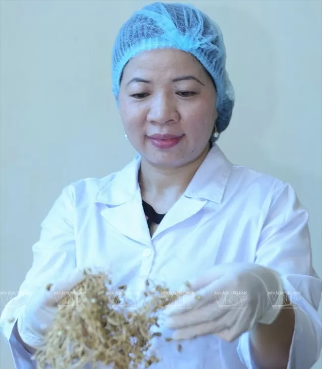 Sản phẩm cải thiện nội tiết tố nữ Flavon Angelia của Tiến sĩ Bá Thị Châm